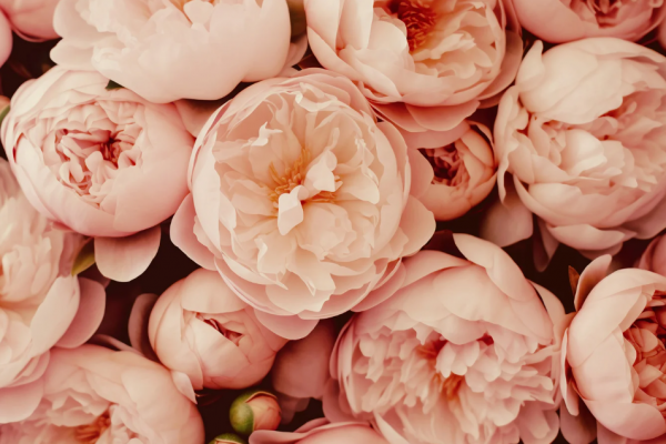 2月の休診日お知らせ